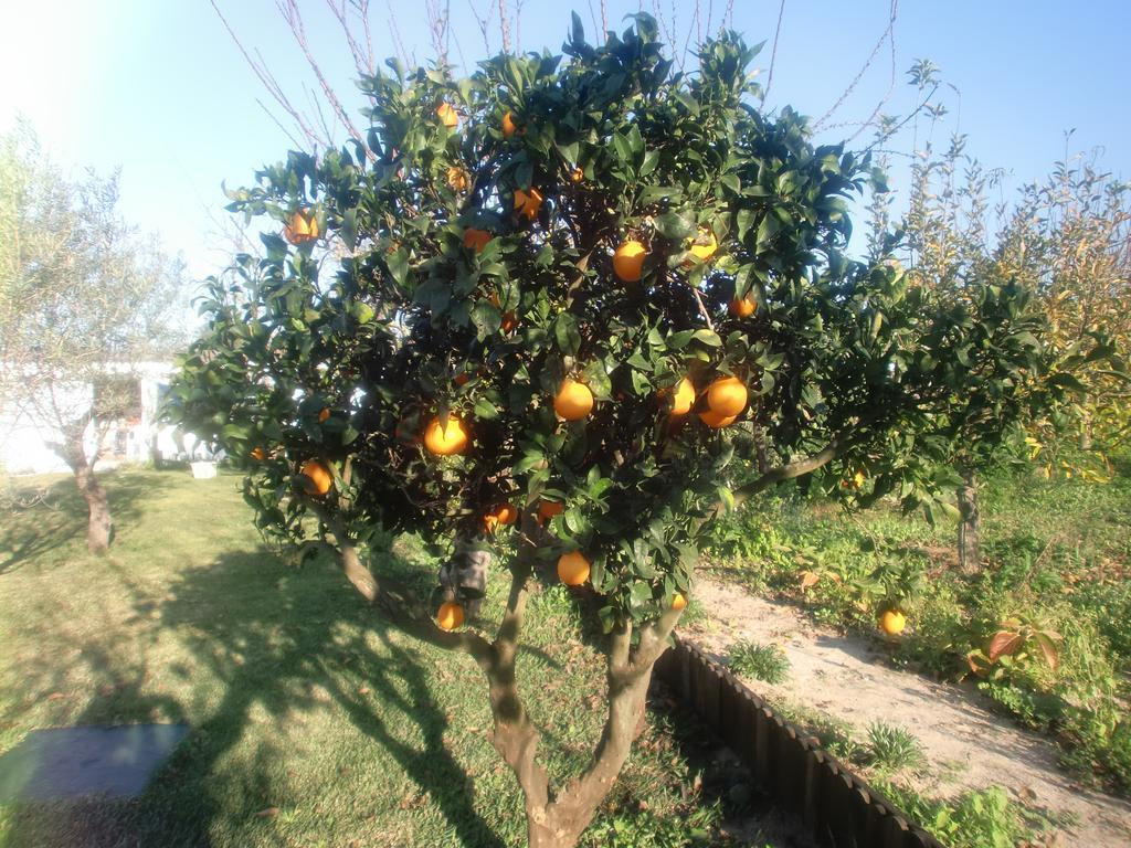 דירות אזייתאו Quinta Da Harmonia מראה חיצוני תמונה