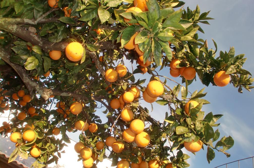 דירות אזייתאו Quinta Da Harmonia מראה חיצוני תמונה